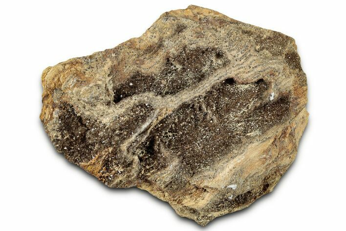 Glittering Petrified Wood with Druzy Quartz - Alabama #325496